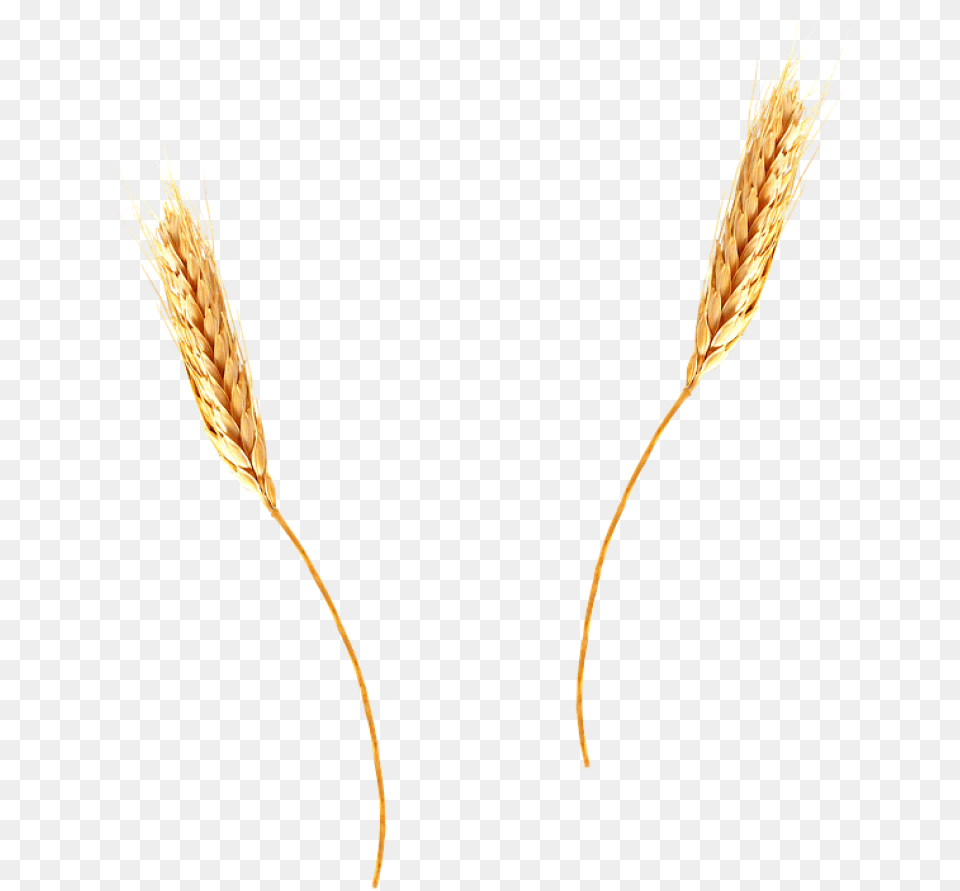 Wheat Image Wheat Straw Background, Food, Grain, Produce, Plant Free Png Download