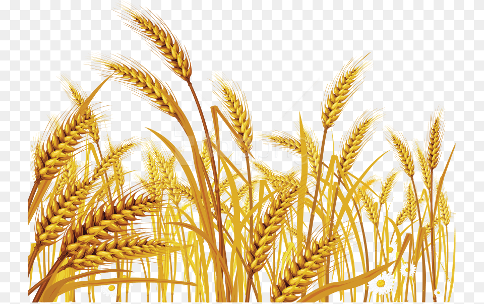 Wheat Images Background Images Wheat Grass Clip Art, Produce, Food, Grain, Plant Free Transparent Png