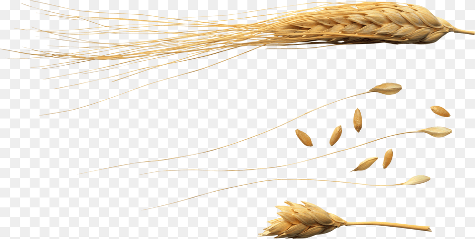 Wheat Images Download Flying Wheat, Food, Grain, Produce, Plant Png Image