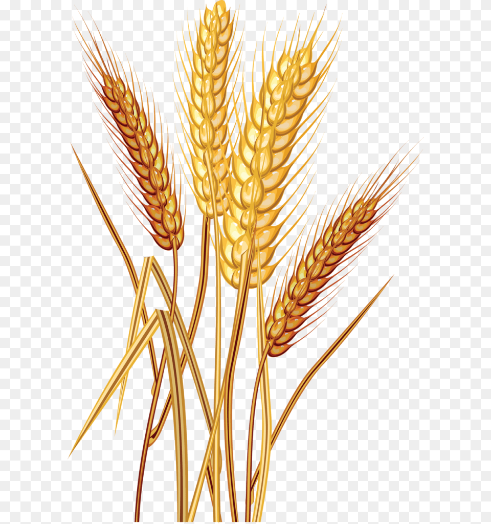 Wheat Images Wheat Clipart, Food, Grain, Produce, Chandelier Free Png