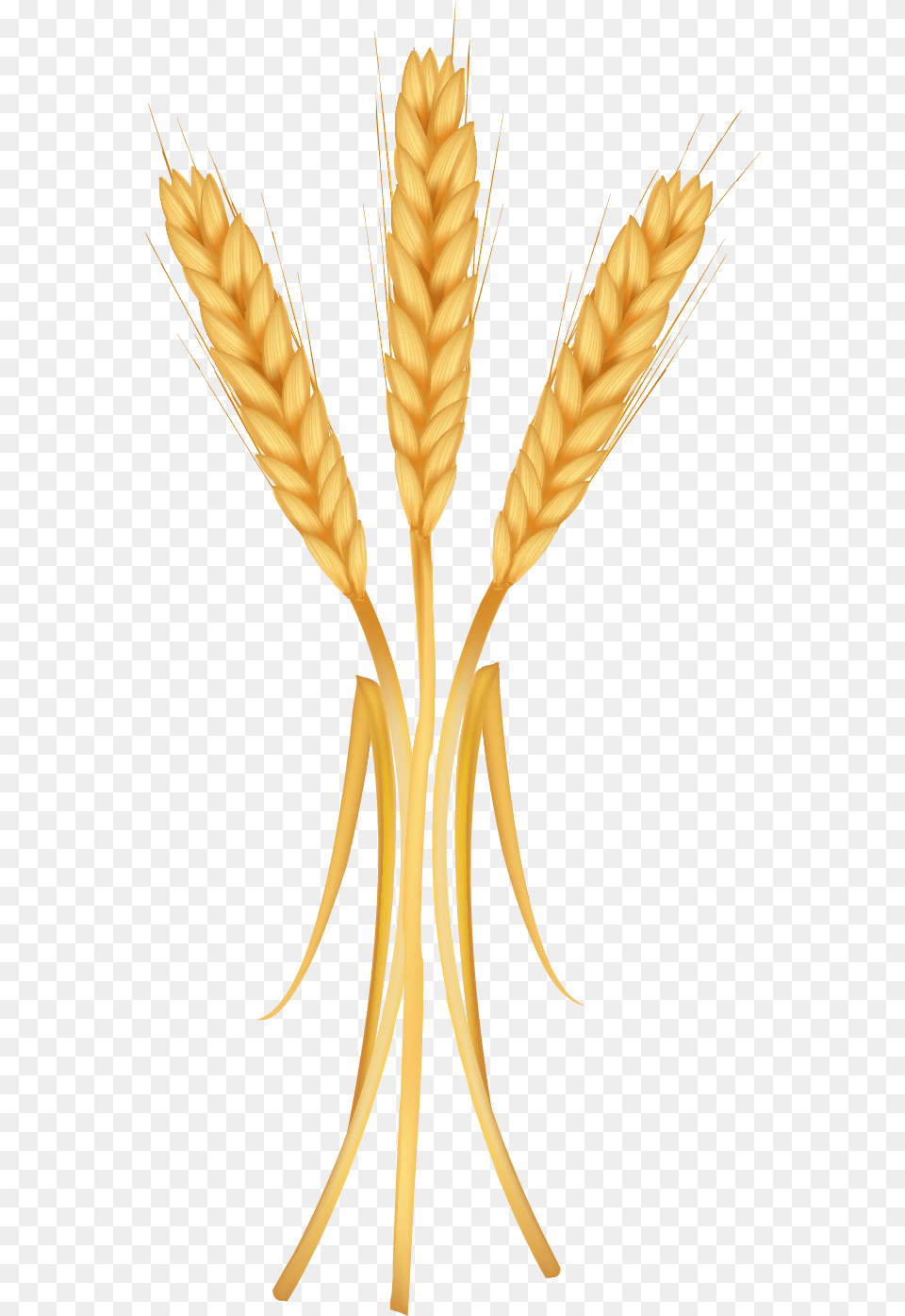 Wheat Konfest, Food, Grain, Produce, Plant Free Png