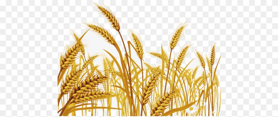 Wheat Malt Clipart Grass New Jerusalem Heavenly Mother, Produce, Food, Grain, Plant Free Transparent Png