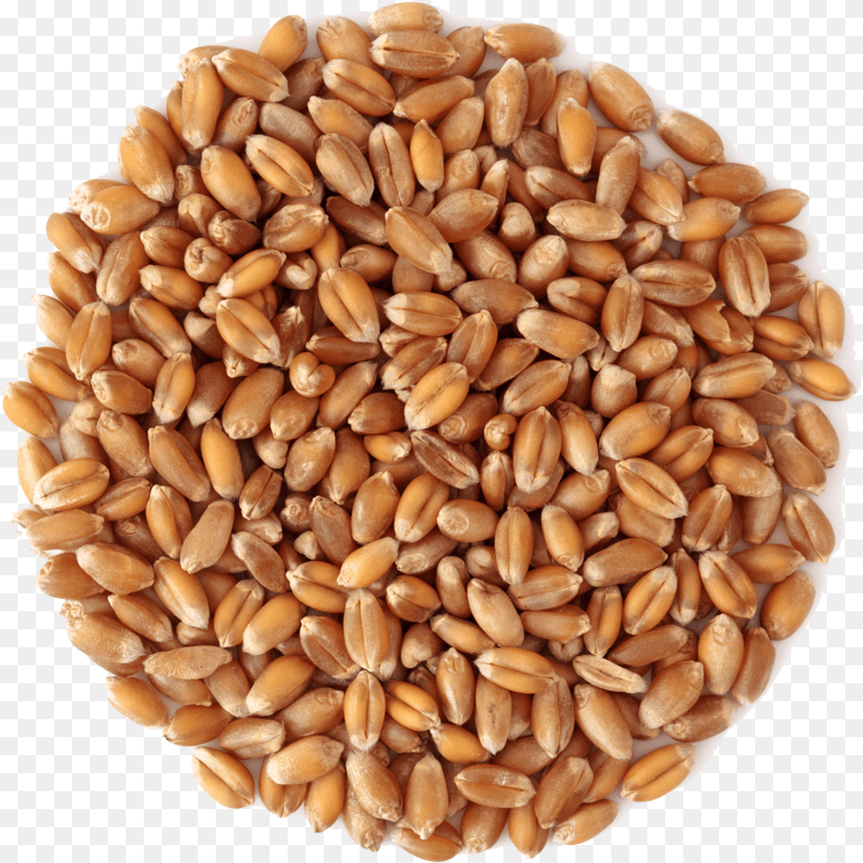 Wheat Middlings, Food, Grain, Produce Free Transparent Png