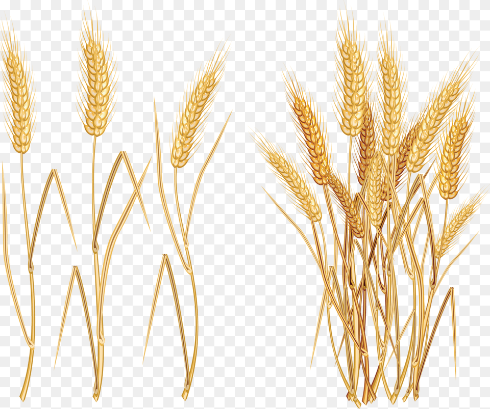 Wheat Plant, Food, Grain, Produce, Grass Png