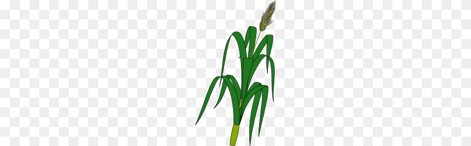 Wheat Plant Food Clip Art, Leek, Produce, Vegetable, Bow Png Image