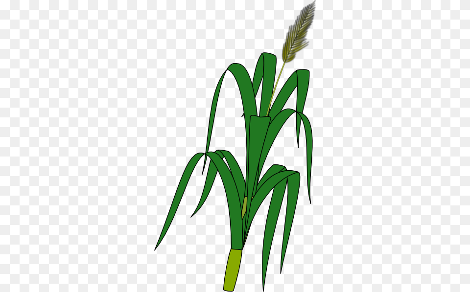 Wheat Plant Food Clip Art, Leaf, Leek, Produce, Vegetable Png