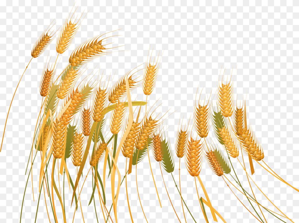 Wheat Plant Background Free Transparent Png