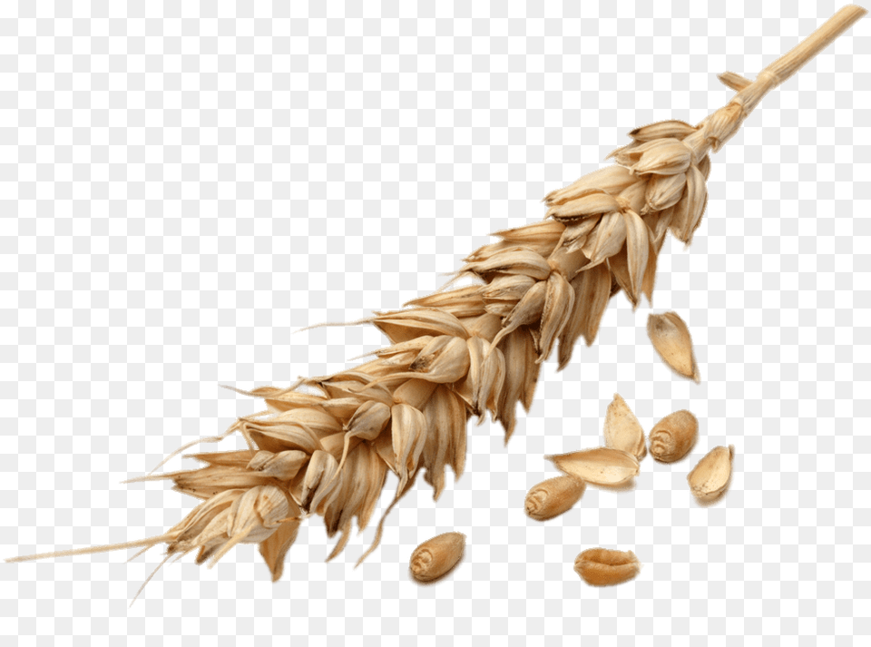 Wheat Spike, Food, Grain, Produce Free Png Download
