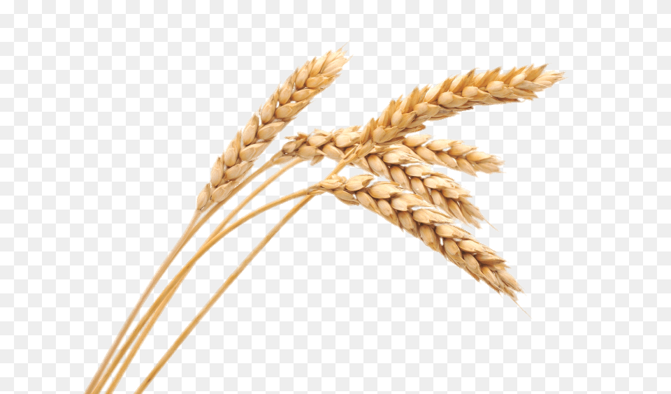 Wheat Spikes, Food, Grain, Produce Png Image