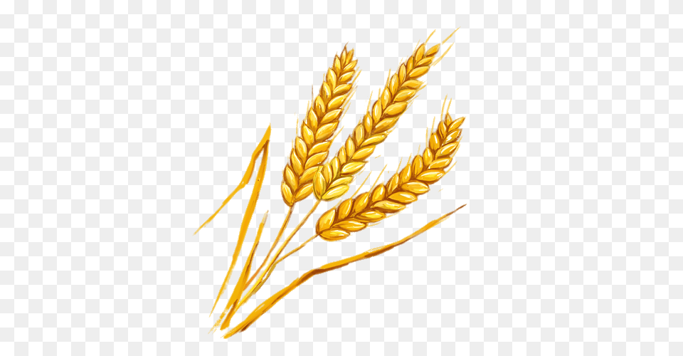 Wheat Spikes Illustration, Food, Grain, Produce, Banana Png