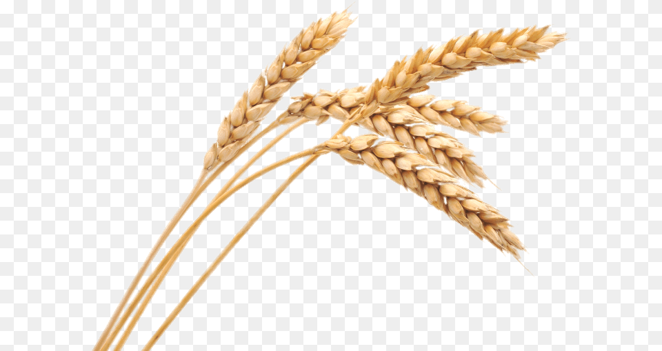 Wheat Spikes Transparent Transparent Wheat, Food, Grain, Produce, Animal Free Png