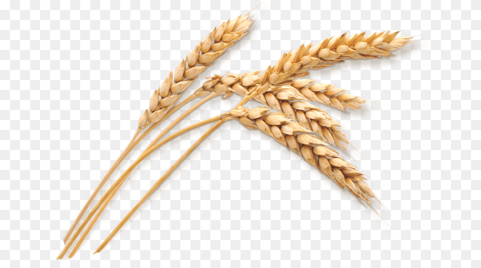 Wheat Stalk Download Transparent Wheat, Food, Grain, Produce, Animal Png