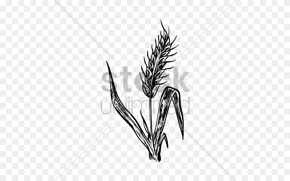 Wheat Stalk Vector Logo, Symbol, People, Person Png Image