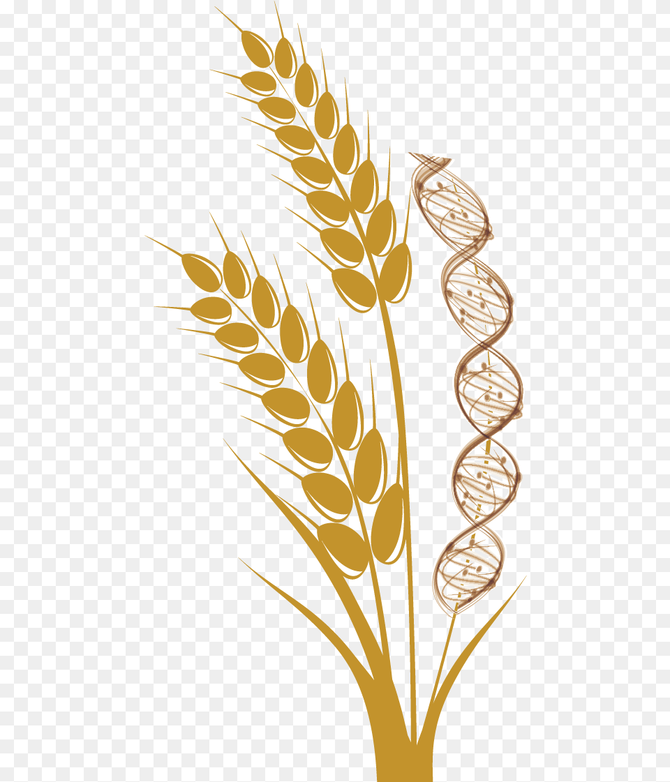 Wheat Stalk Wheat, Food, Grain, Plant, Produce Png