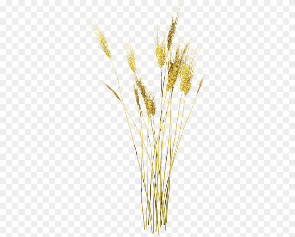 Wheat Texture, Food, Grain, Grass, Plant Png