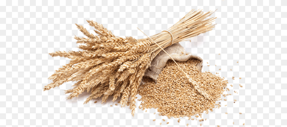 Wheat Background Wheat, Food, Grain, Produce, Animal Free Transparent Png