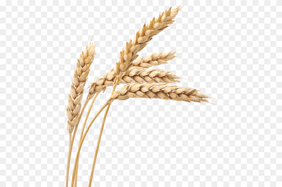 Wheat Transparent Clipart Images Wheat, Food, Grain, Produce, Plant Png Image
