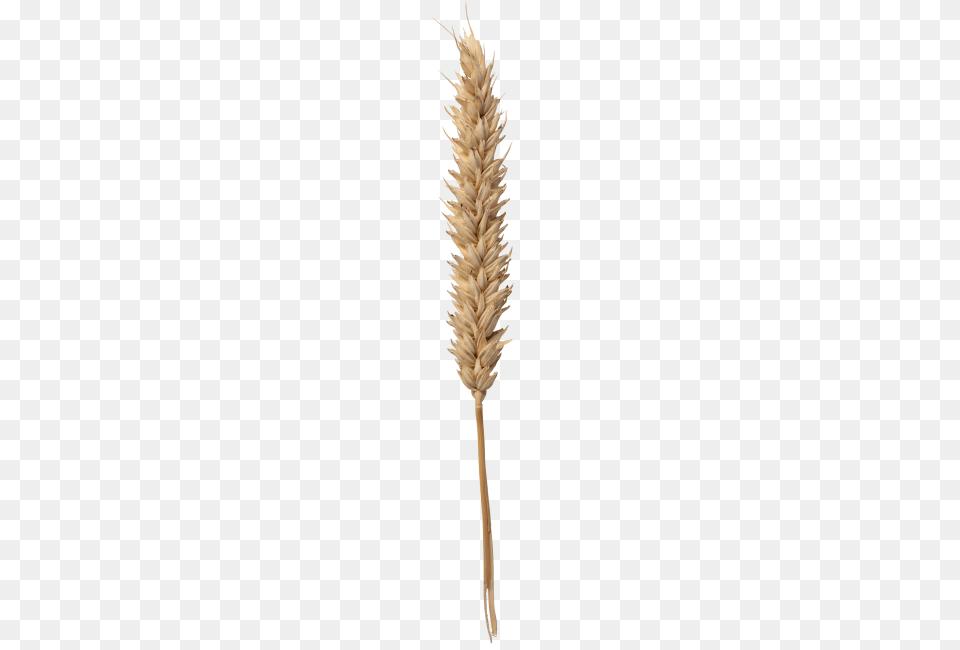 Wheat Image, Grass, Plant, Food, Grain Free Transparent Png