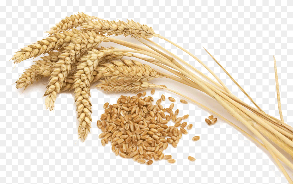 Wheat Transparent Images Of New York Png Image
