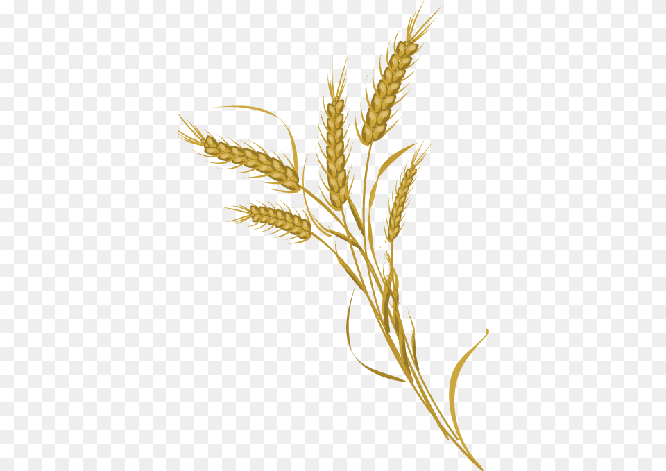 Wheat Transparent Pictures Transparent Transparent Background Wheat Icon, Food, Grain, Produce, Plant Png