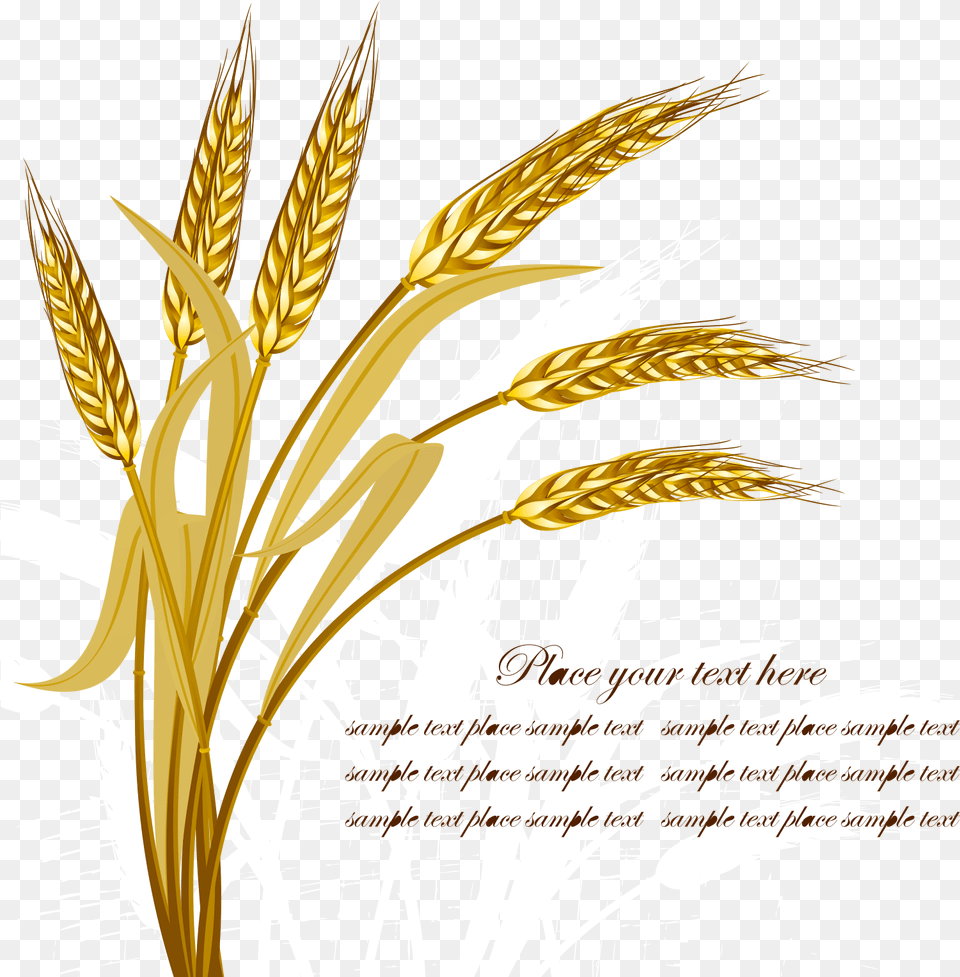 Wheat Vector, Food, Grain, Produce Free Png Download