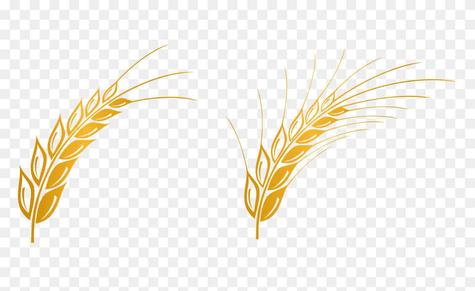 Wheat Vector Free Download Clip Art, Food, Grain, Produce, Plant Png Image