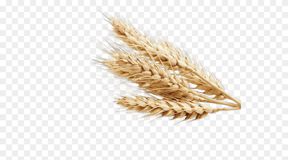 Wheat Vector Gehu Wheat Transparent Background, Food, Grain, Produce, Animal Free Png Download