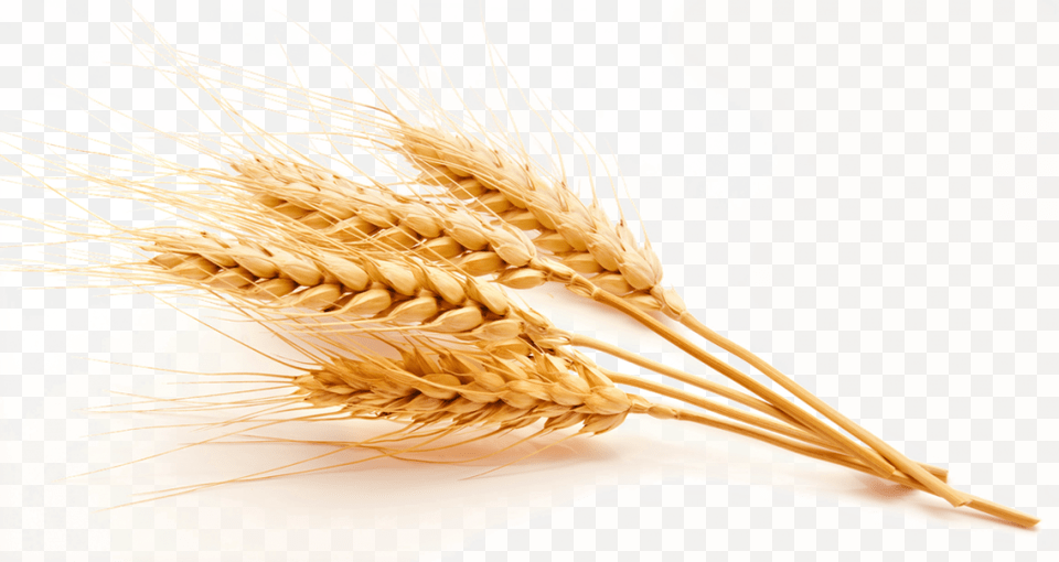 Wheat Vector High Quality Image Emmer, Food, Grain, Produce, Animal Free Transparent Png