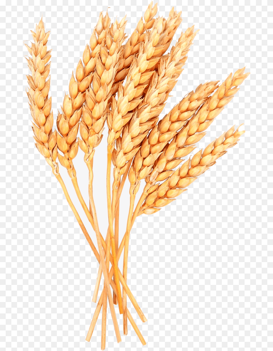 Wheat Vector Image Sheaves Of Clipart Transparent Wheat, Food, Grain, Plant, Produce Free Png