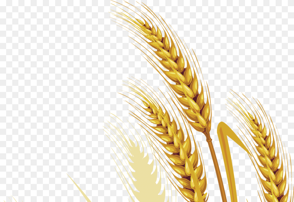 Wheat Vector Picture Wheat Vektor, Food, Grain, Produce Free Png