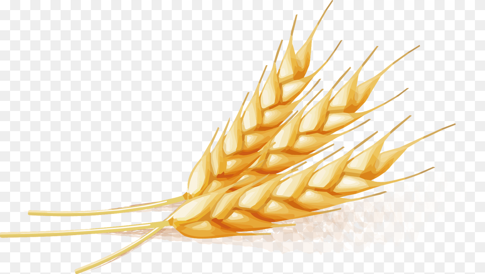 Wheat Vector Wheat Vector, Food, Grain, Produce, Animal Free Transparent Png