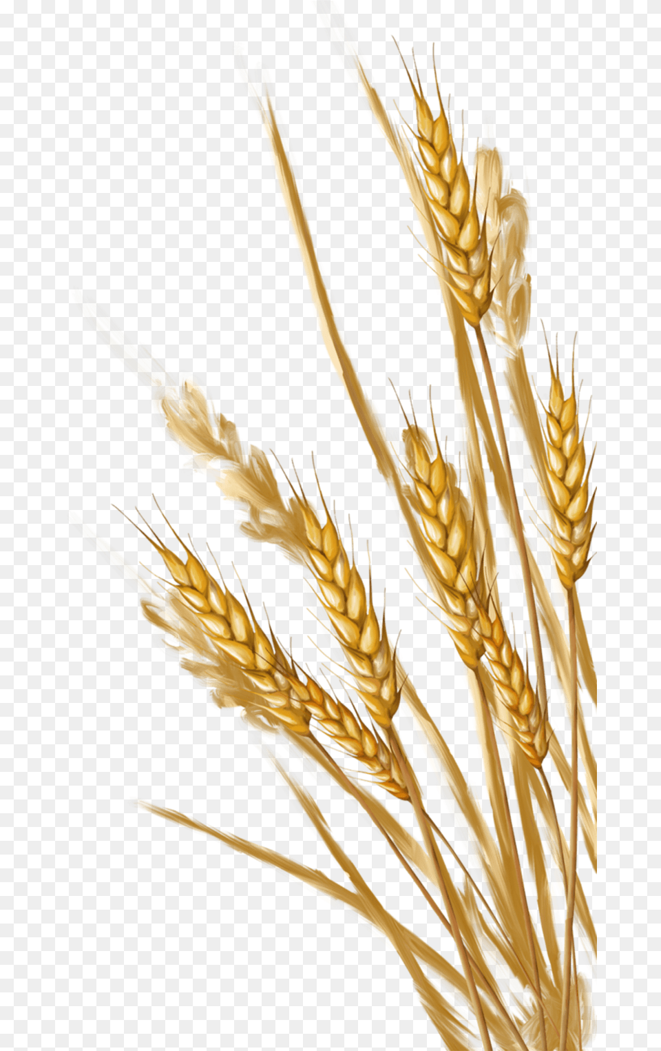Wheat Wheat, Food, Grain, Plant, Produce Free Png Download
