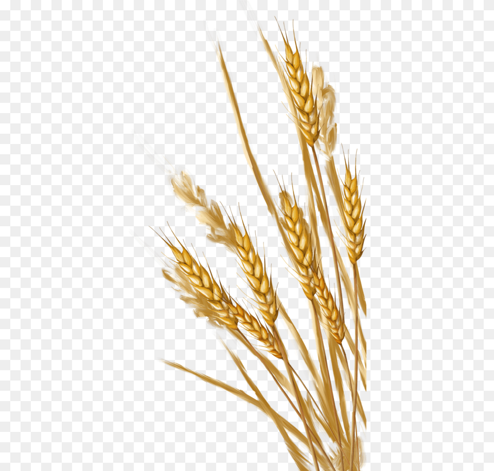 Wheat Wheat Clipart Transparent Background, Food, Grain, Produce, Plant Png Image