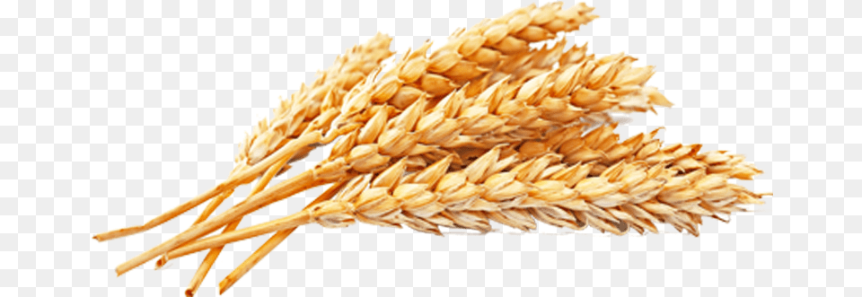 Wheat Wheat Grains, Food, Grain, Produce, Fruit Png