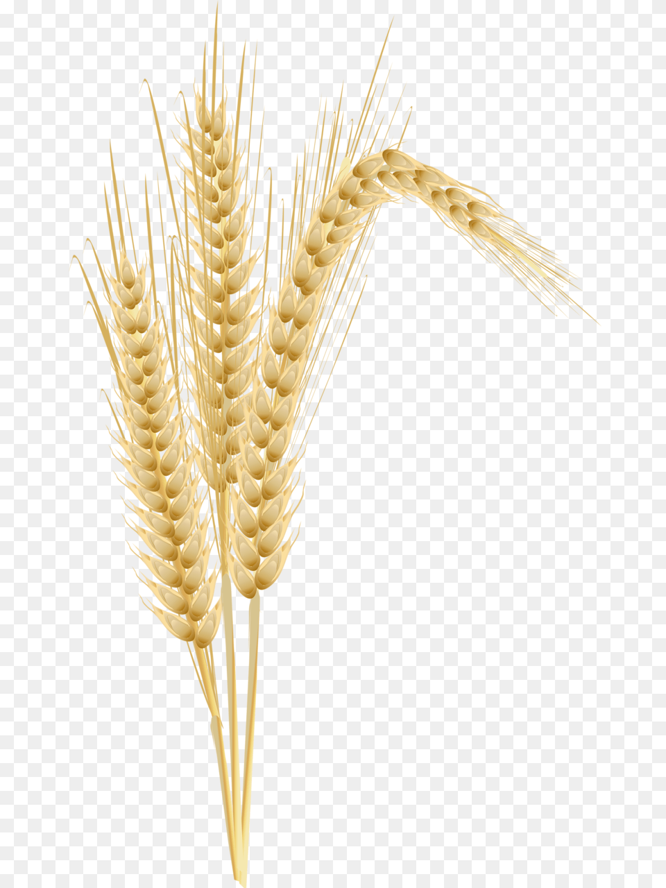 Wheat Wheat Tree Clipart, Food, Grain, Produce, Chandelier Free Png