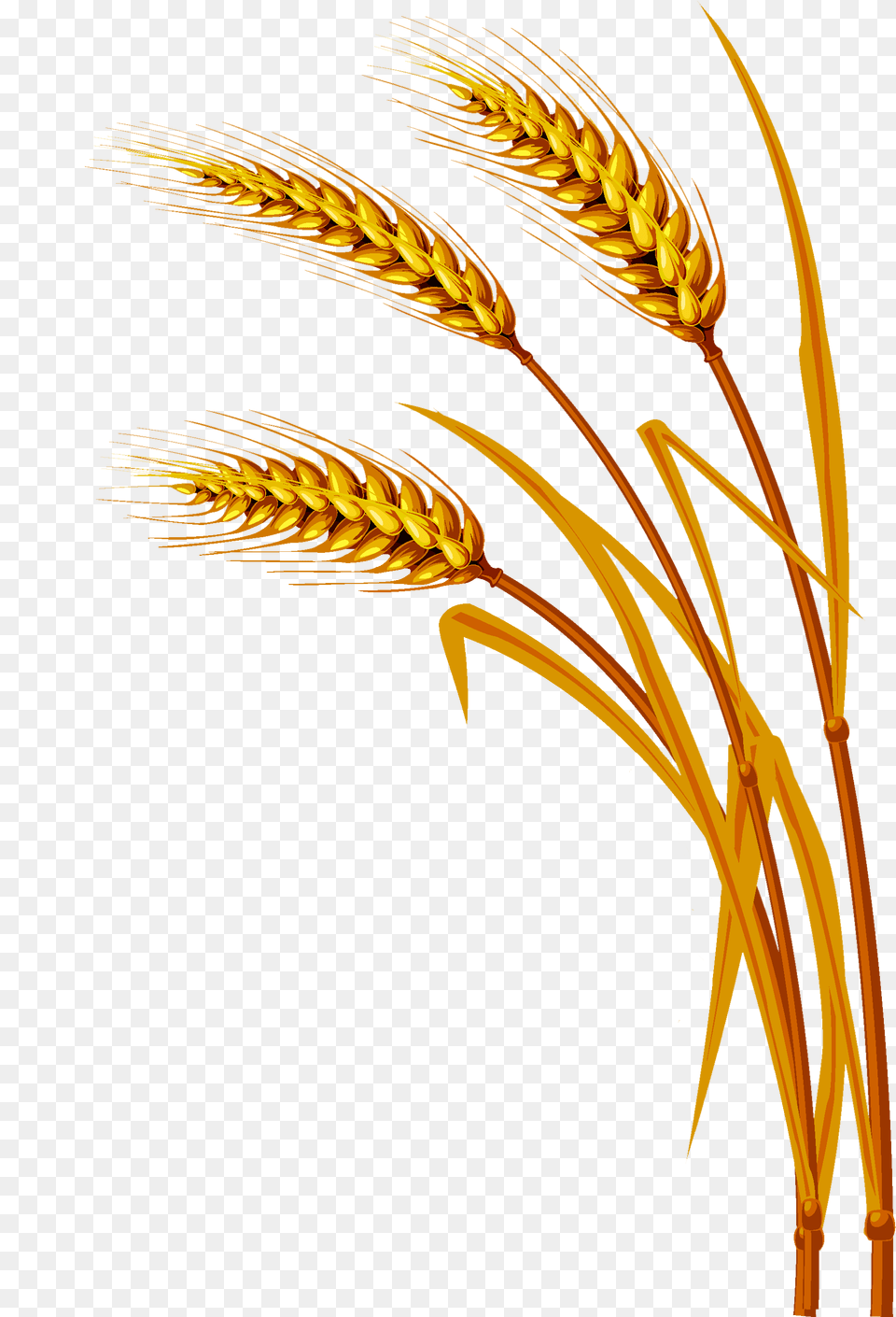 Wheat Wheat Vector, Food, Grain, Produce Free Png