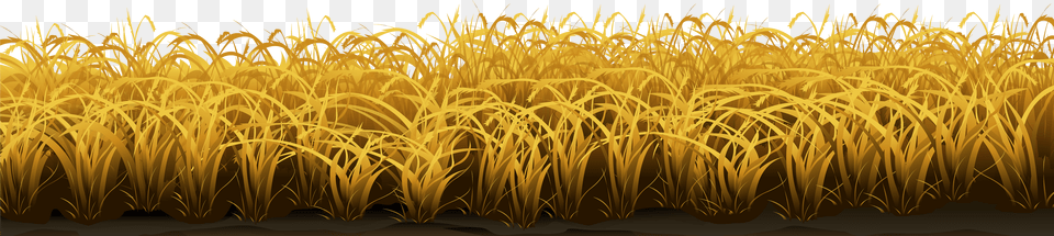 Wheat Yellow Grass Png Image