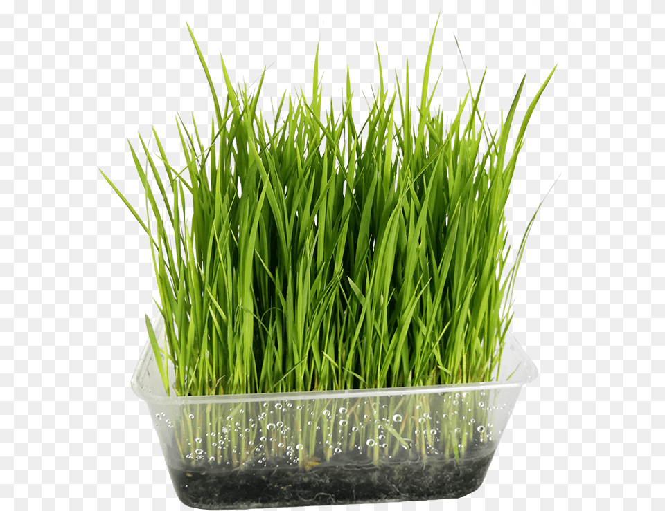 Wheatgrass, Grass, Plant, Potted Plant, Pottery Free Png