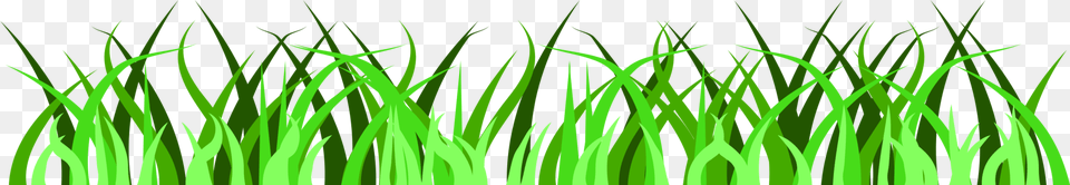 Wheatgrass Images Under Cc0 License, Grass, Green, Lawn, Plant Png