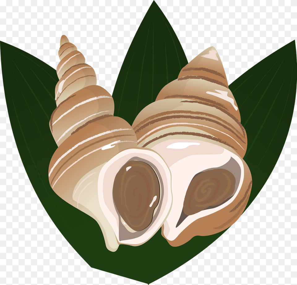 Whelk Food Clipart, Animal, Invertebrate, Sea Life, Seashell Free Png Download