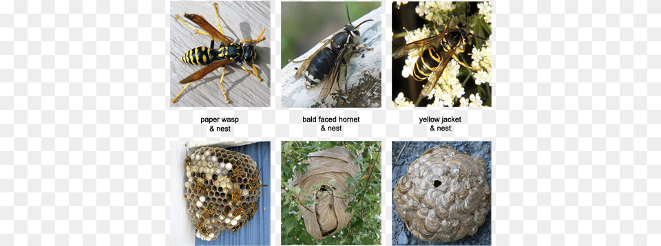 When A Honey Bee Swarm Can Not Find An Appropriate European Paper Wasp, Animal, Invertebrate, Insect, Honey Bee Free Png Download