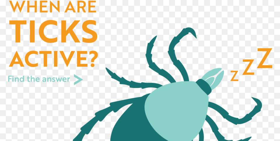 When Are Ticks Active Find The Answer Insect, Tick Png Image