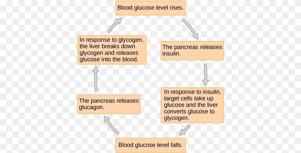 When Blood Glucose Levels Fall The Pancreas Secretes Feedback Loop Of Blood Glucose Control, Text Free Transparent Png