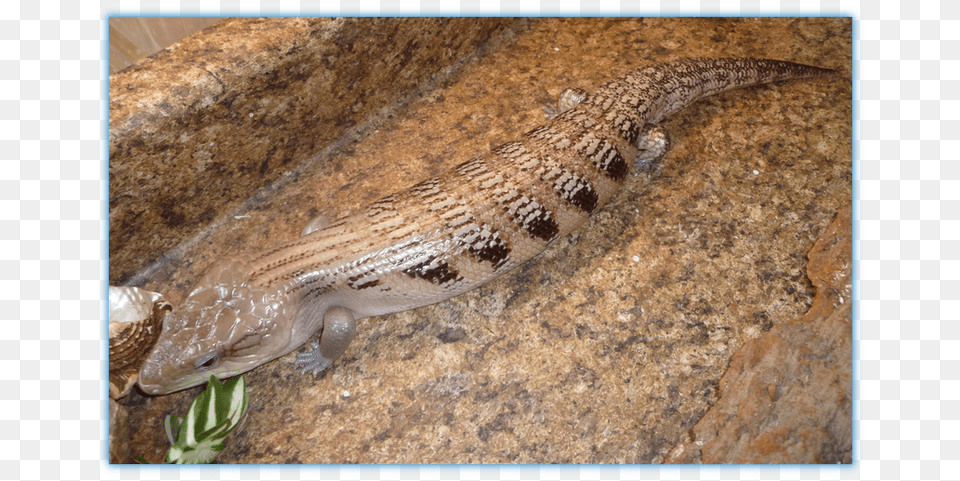 When Blue Tongue39s Stick Out Alligator Lizard, Animal, Reptile, Gecko Free Transparent Png