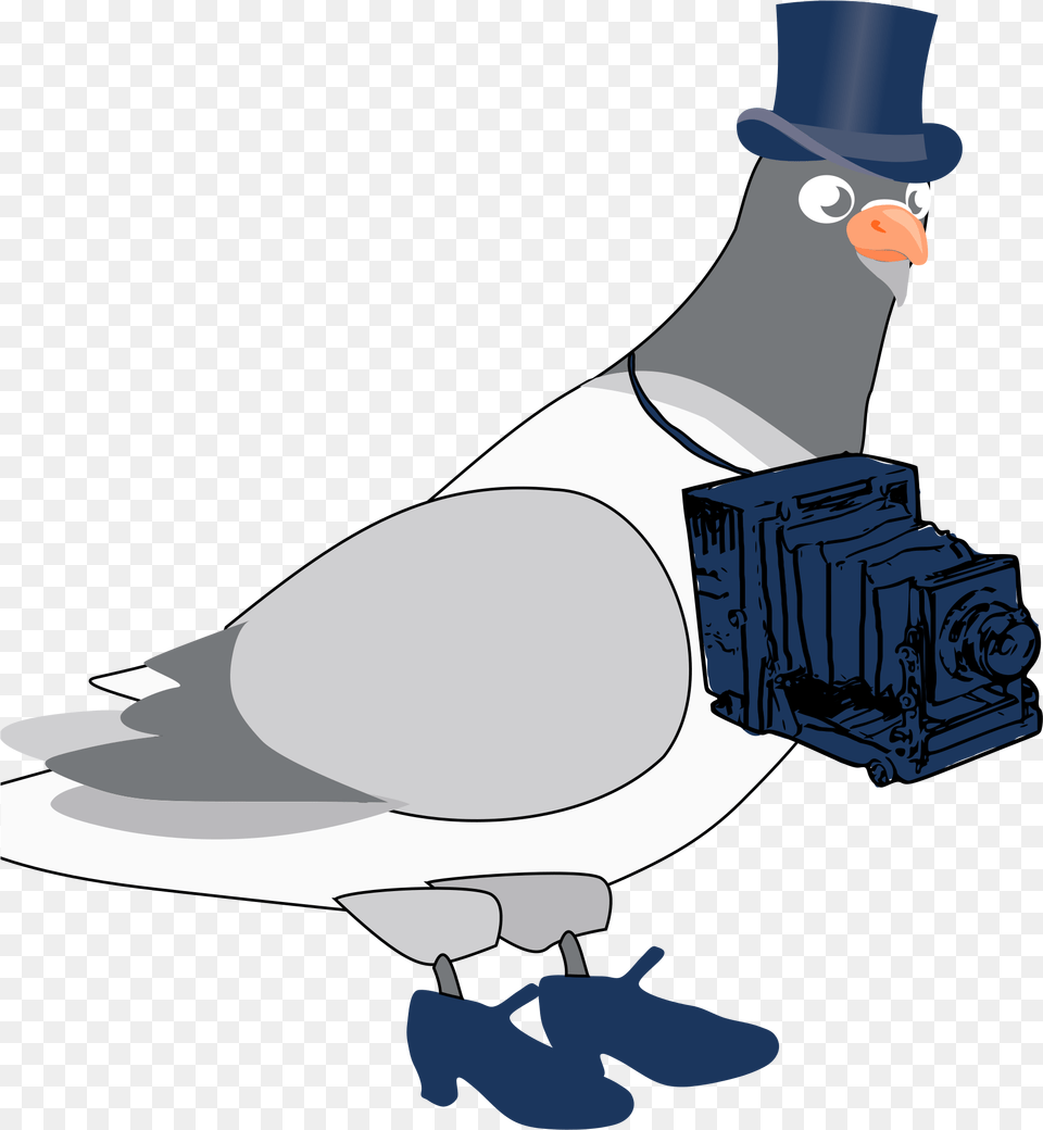 When Pigeons Were Photographers Pouter Pigeon Blue Background, Animal, Bird, Person, Dove Free Png