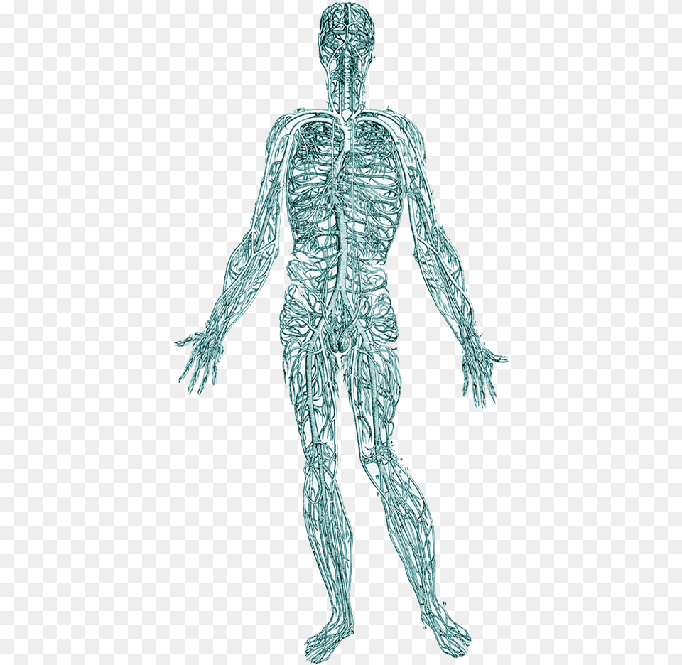 When Remove Trauma From The Body It Helps Regulate Nervous System Wallpaper Hd, Adult, Male, Man, Person Png Image