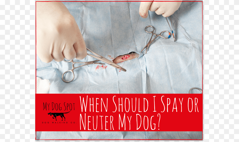 When Should I Spay Or Neuter My Dog Wire, Scissors, Indoors, Medical Procedure, Doctor Free Png