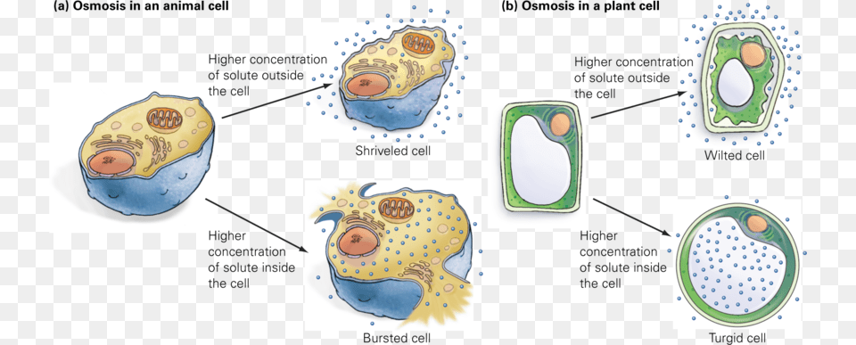 When Water Leaves An Animal Cell It Shrinks Png