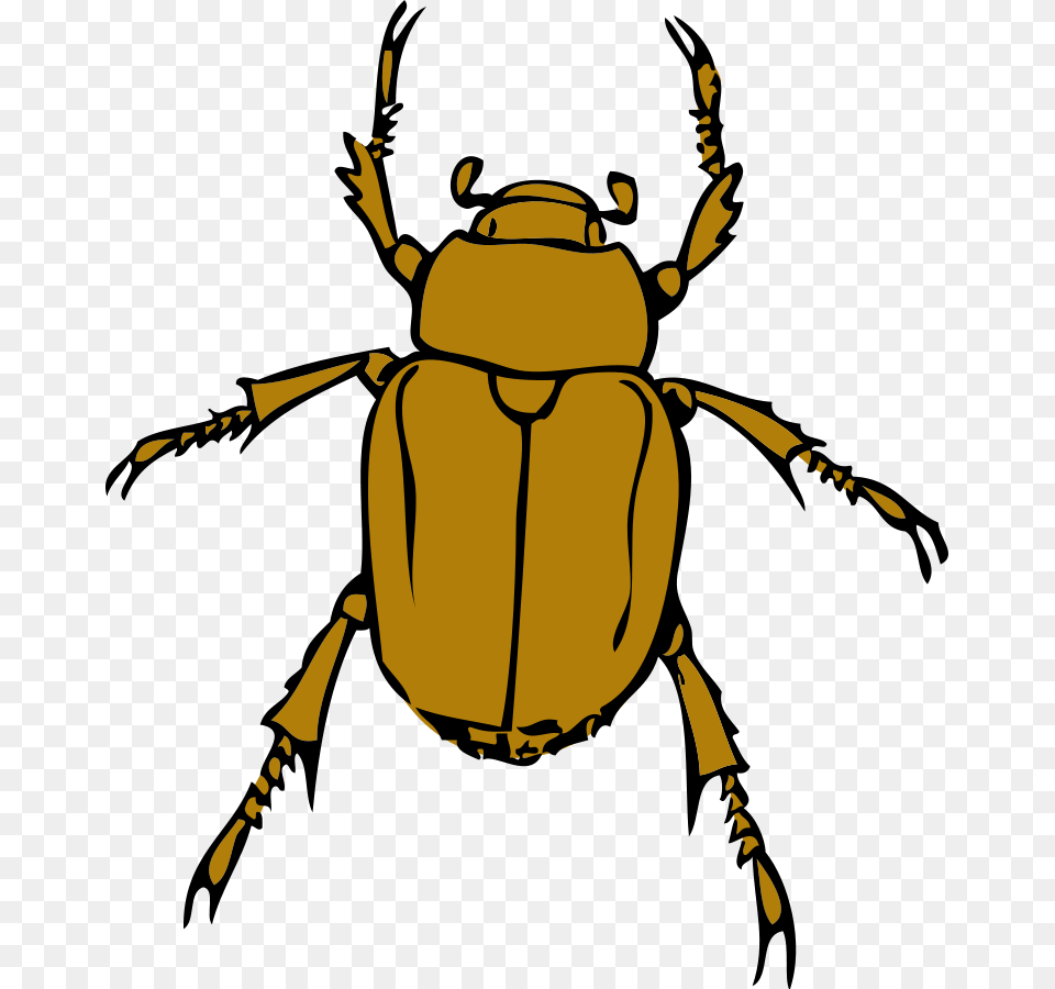 Where Clipart, Person, Animal, Dung Beetle, Insect Free Png