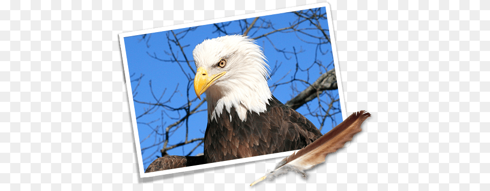 Where Eagles Fly Road Trip Car Bald Eagle, Animal, Beak, Bird, Bald Eagle Png Image